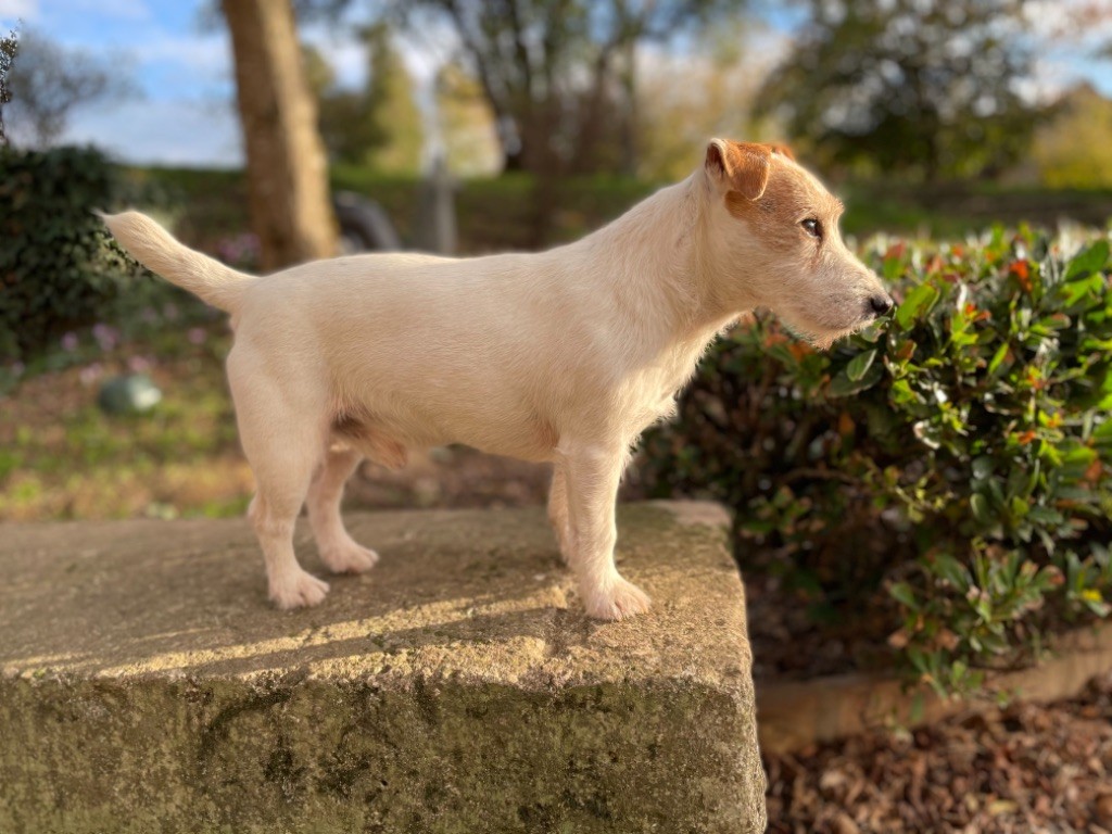 Jack Russell Terrier
