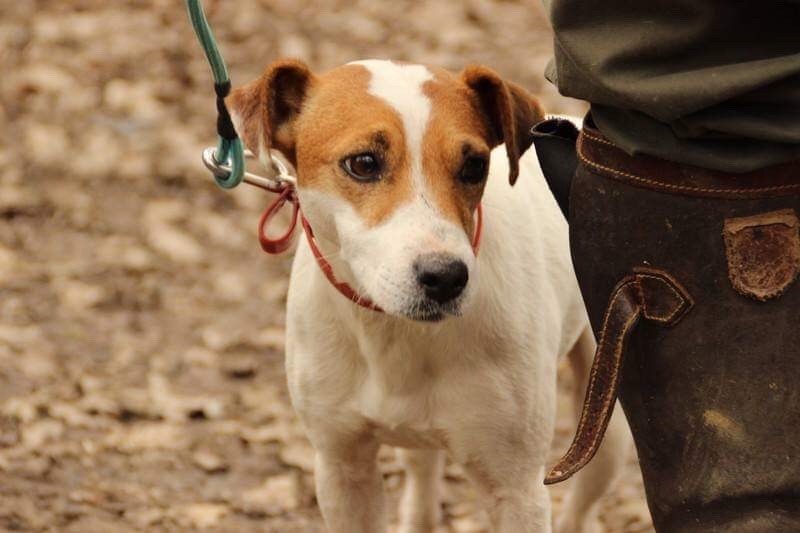 Terrier du Reverend Russell