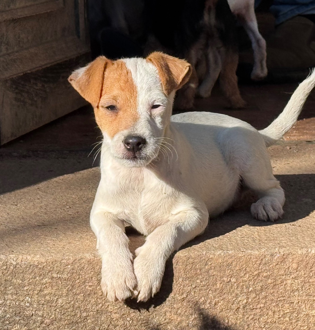 Des Garennes De Beauregard - Chiots disponibles - Parson Russell Terrier