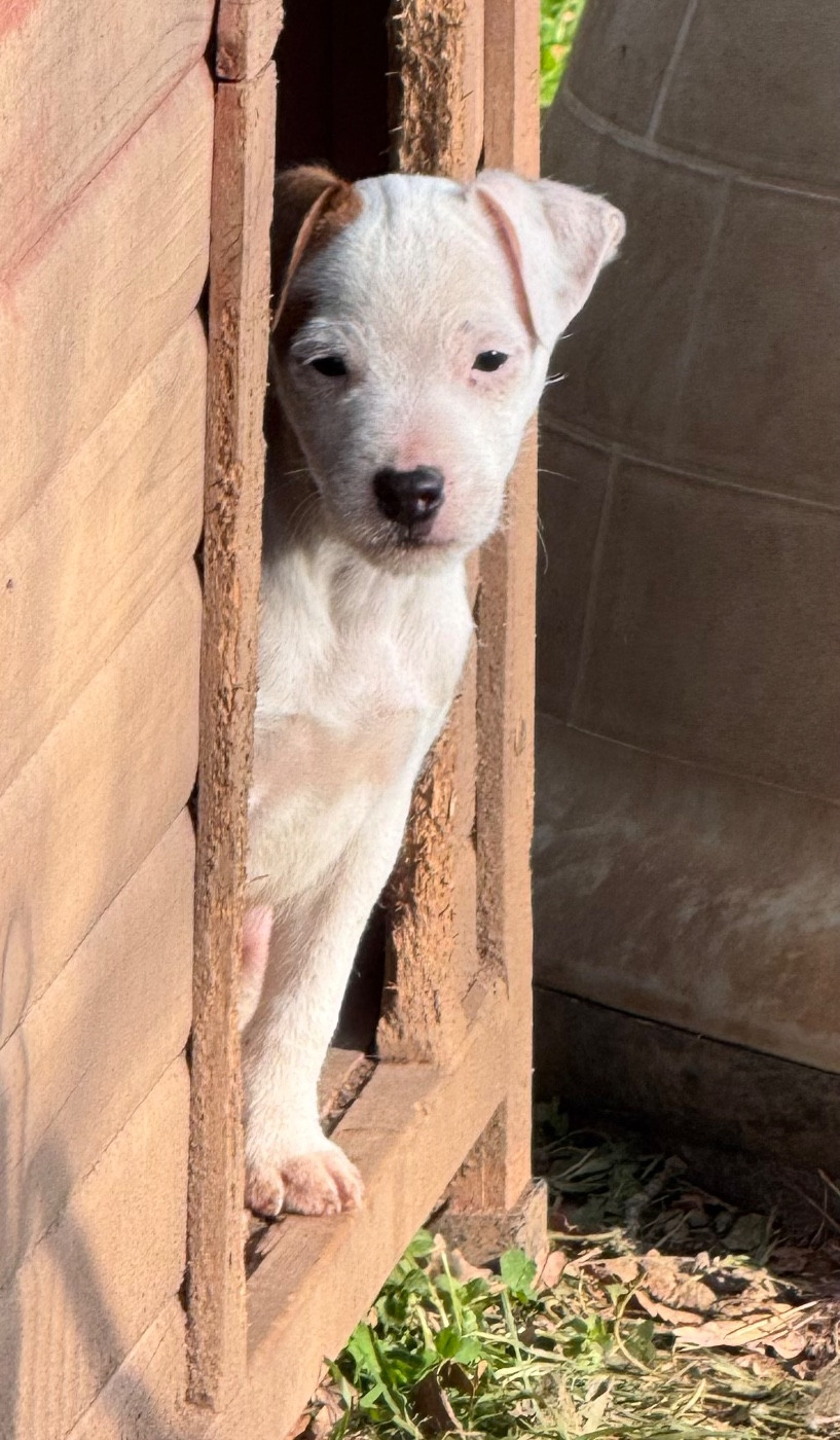 Des Garennes De Beauregard - Chiots disponibles - Parson Russell Terrier