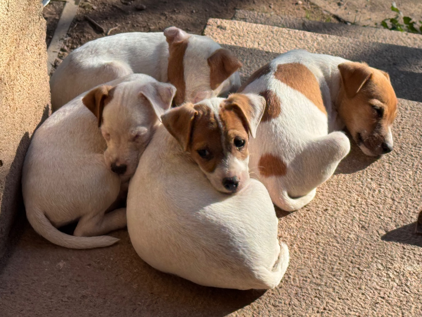 Chiot Parson Russell Terrier Des Garennes De Beauregard